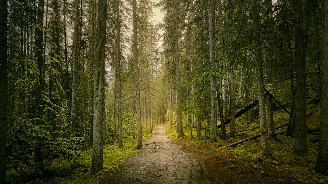 A muddy path cuts away from you through a dense forest of tall trees, leaves, and other vegetation on a cloudy rainy day.