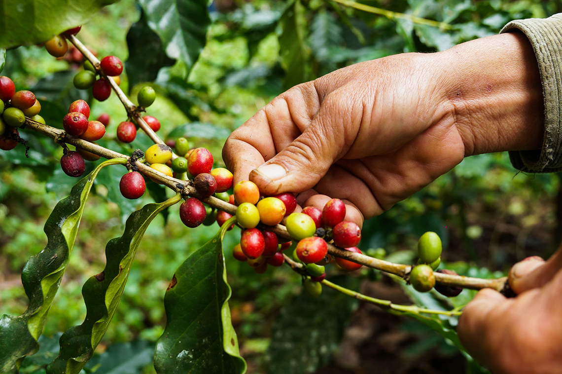 Coffee Cherry Picking A person holds a branch of a coffee plant in one hand as they select and pick the ripe coffee cherries of the plant with the other hand.