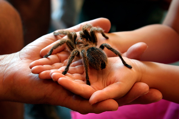 A student holds a large hairy spider in both hands, as an adult places 1 hand under the students’ hands to support them holding the spider.