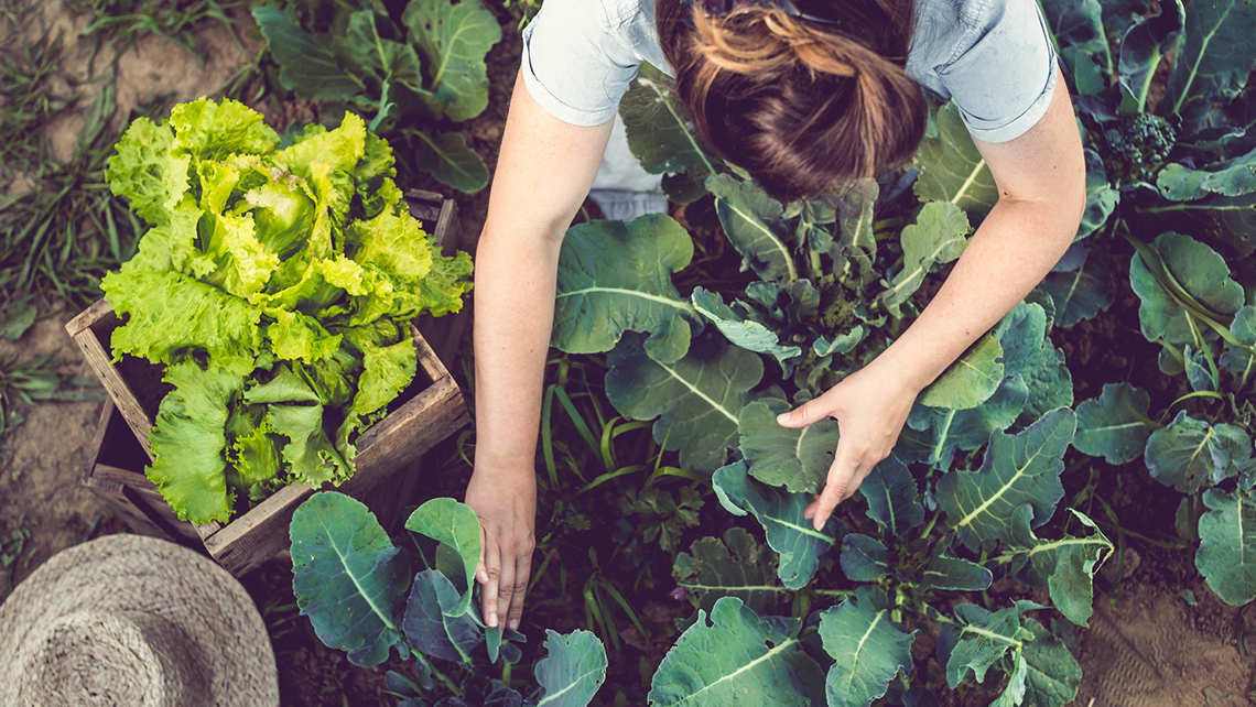A female working in a vegetable garden, pulling lettuce from the ground.