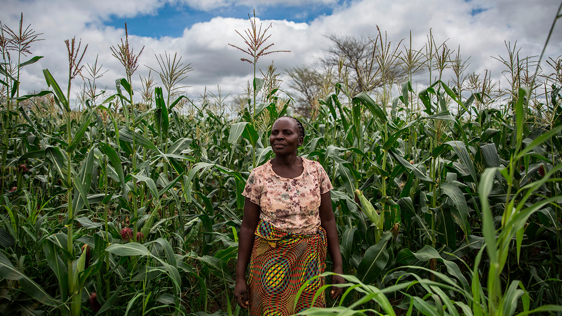 An adult female standing in a corn field.