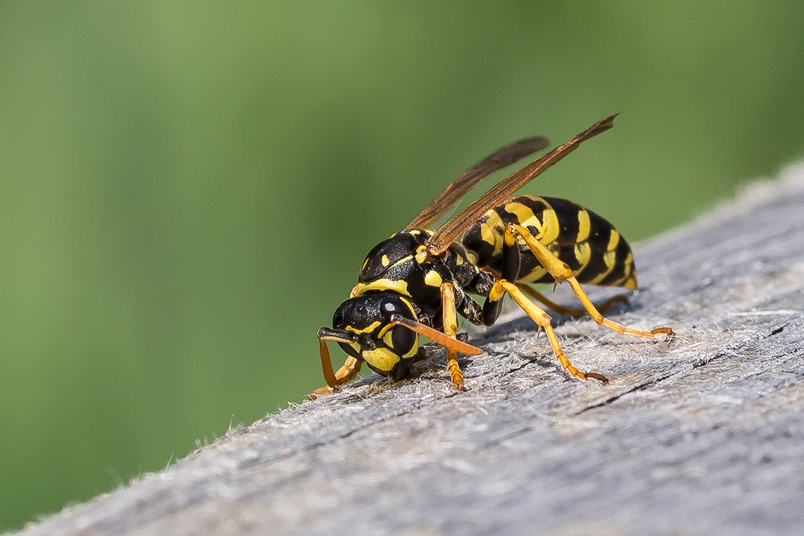 An extremely close-up view of a wasp or a bee sitting on a piece of wood or a wooden branch outdoors on a sunny day.