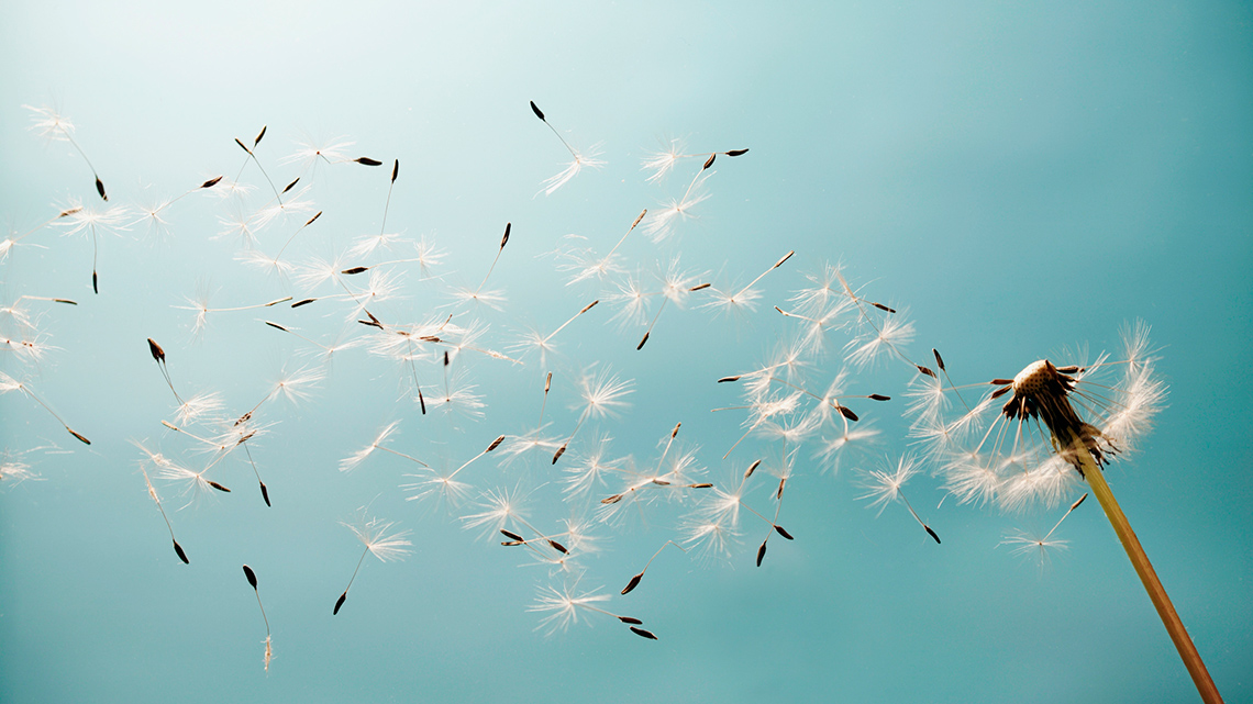 Dandelion seeds blowing in the wind.