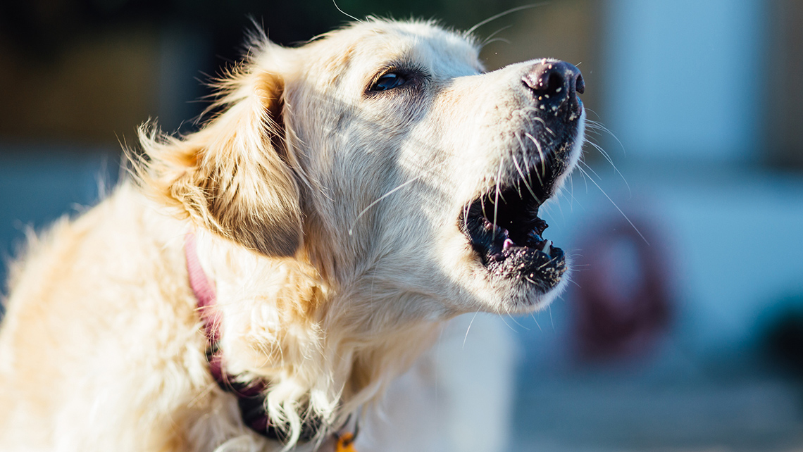A barking dog.
