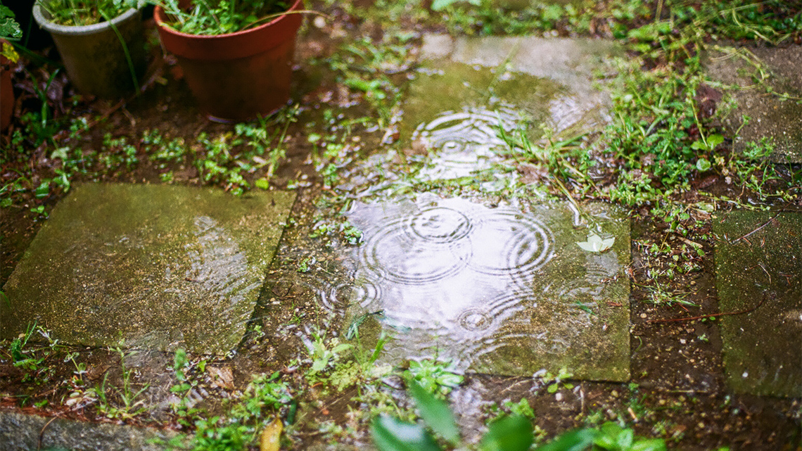Rain puddles in a garden.
