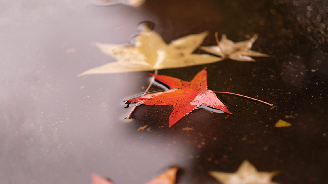 Leaves floating in a rain puddle.