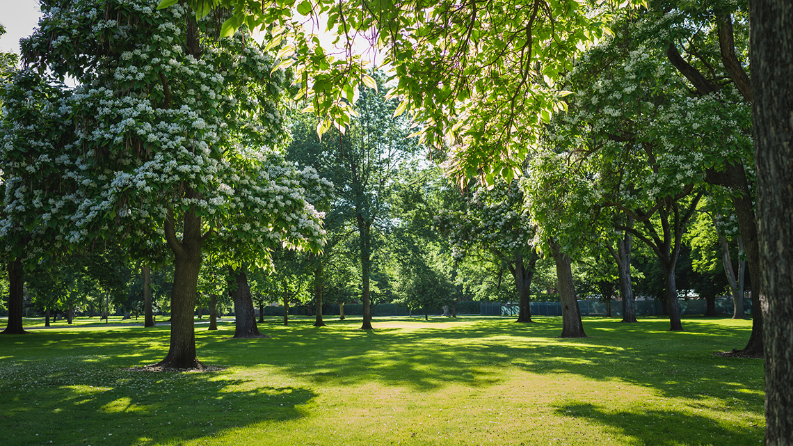 Outdoor park area on the edge of a forest. There are tall trees and grass.