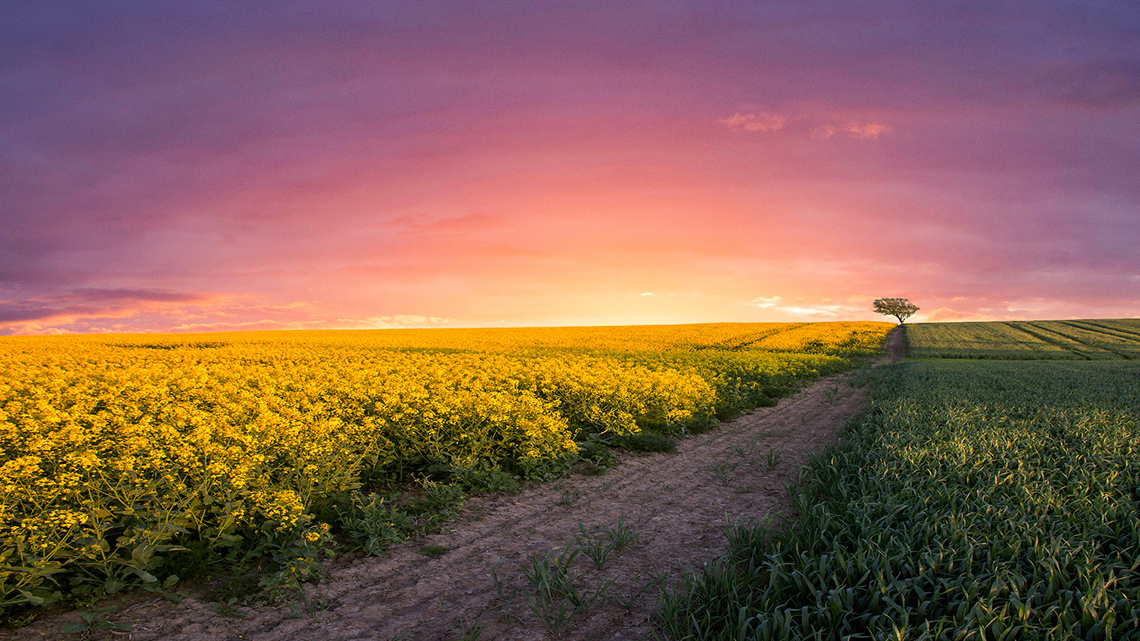 Open meadows with wildflowers and plants growing on either side of a dirt road. There is one tree, and the land is flat.