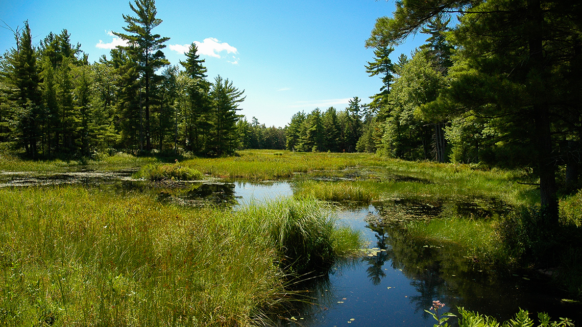 A creek area with evergreen trees and a variety of plants growing along the shore.