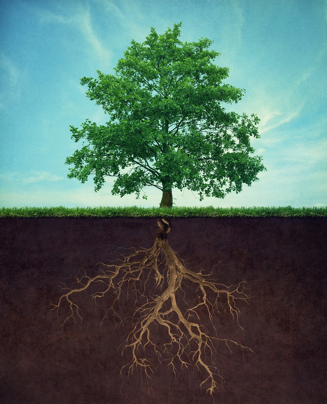 Tree with roots