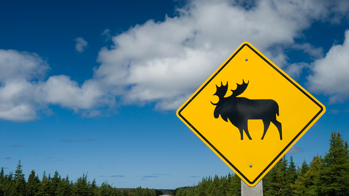 This is a yellow rhombus shaped sign with a moose in the centre 