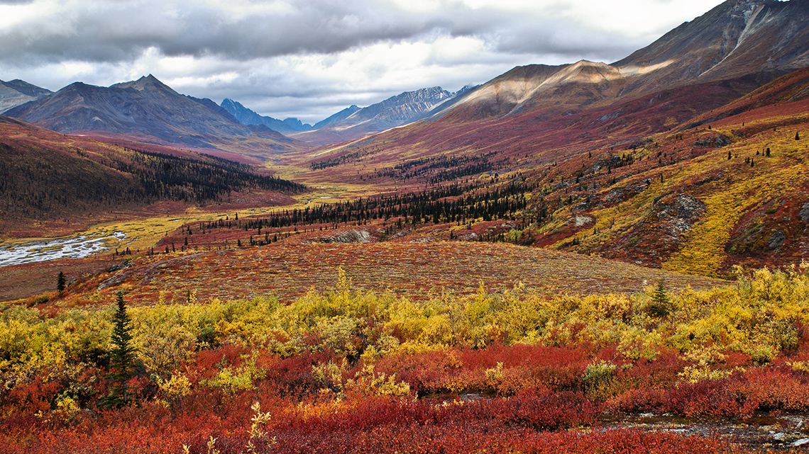 Wildflowers growing on the hillside in Yukon during Autumn.