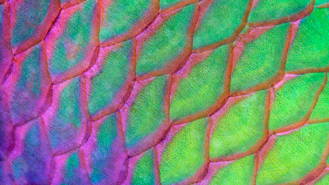 Iridescent fish scales