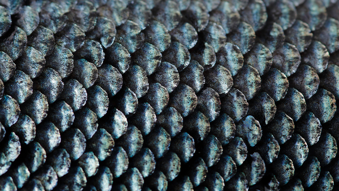 Grey fish scales