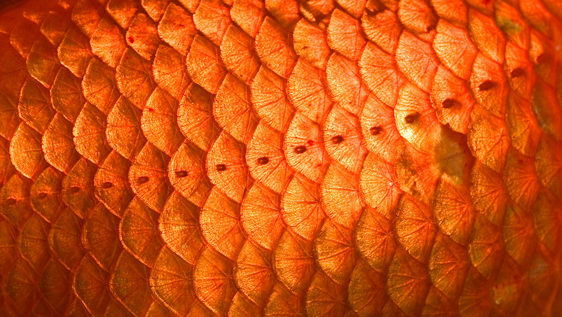 Golden fish scales