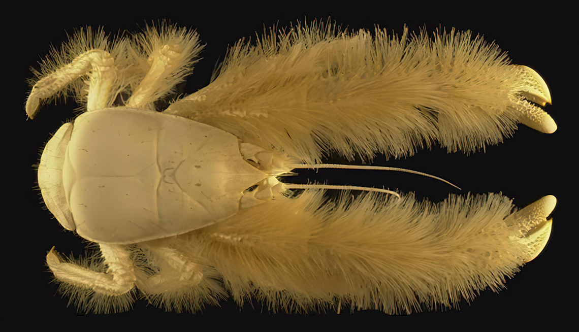 A crab with fuzzy limbs. Its 2 front limbs are very long and fuzzy with claws at the end.