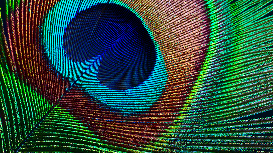 The pattern on the peacock feather is made of curved, parallel lines. These lines come together and intersect at the middle of the feather.