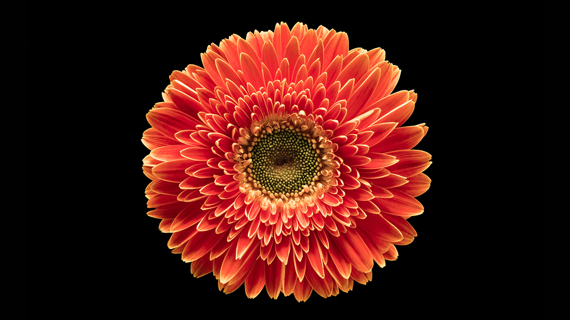 A bright flower set against a dark background.