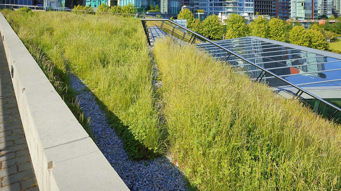 Grass growing on the roof of a building.