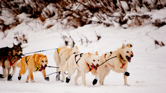 A group of dogs pulling a sled together and wearing boots.