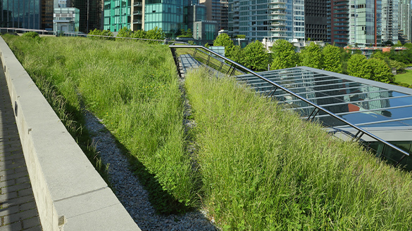A green roof on a building.
