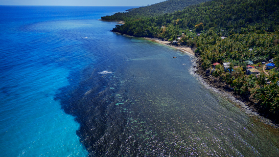 A large black oil slick in the water along a forested shoreline with a beach