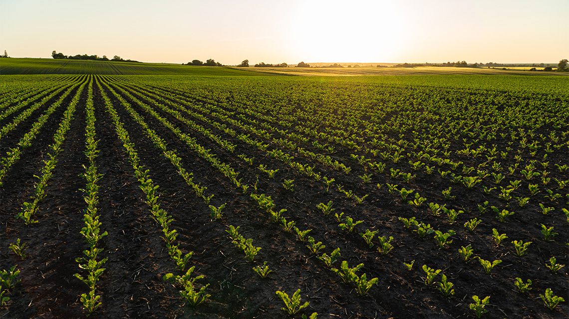 A large soybean field on a sunny day.
