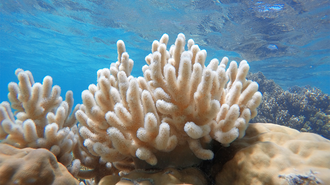 An underwater shot of coral bleaching on the great barrier reef.