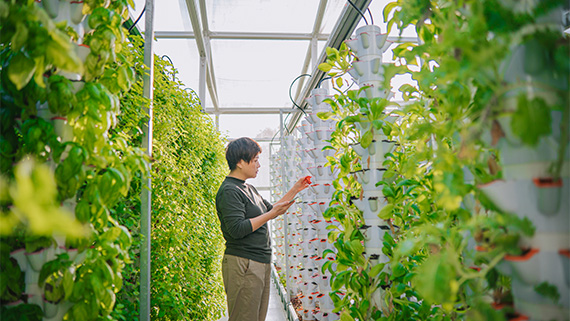 A worker harvesting strawberries in a vertical farm.