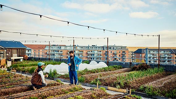A rooftop farm showcasing urban agriculture.