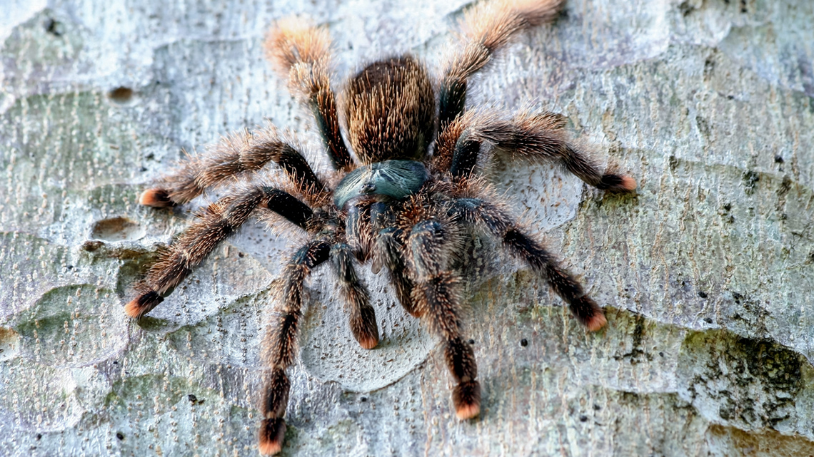 A small, brow, fuzzy tarantula on a tree.
