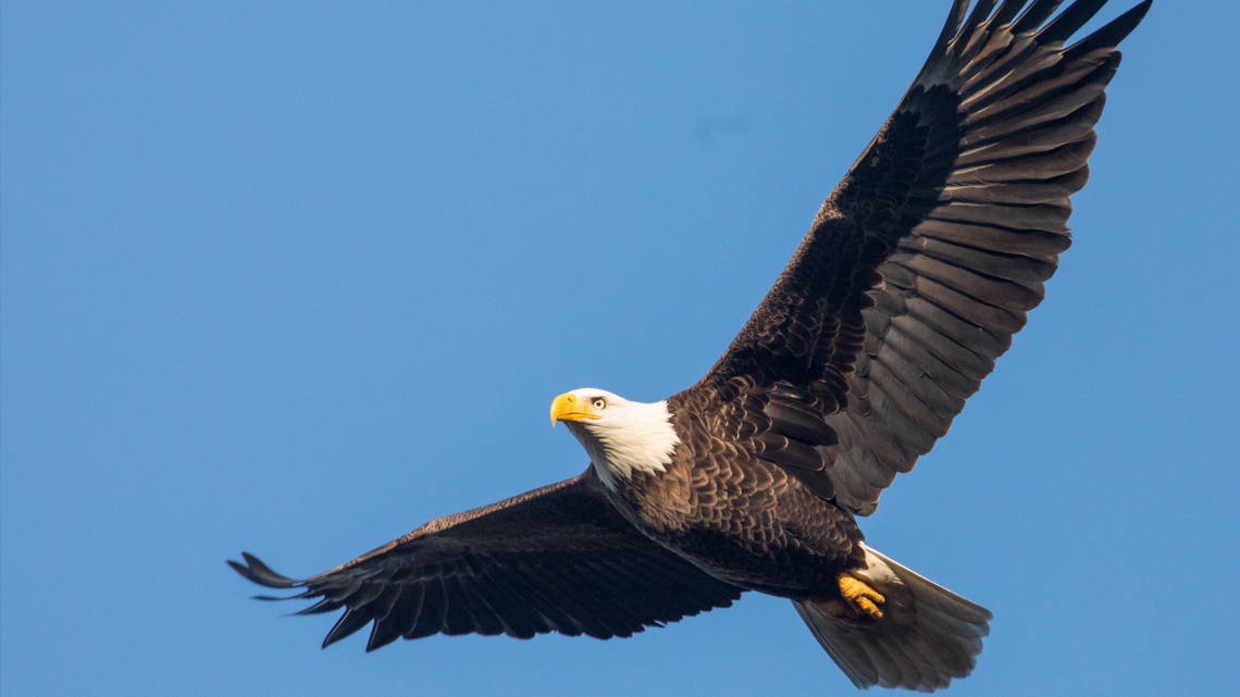 A large, black and white, feathery bird.