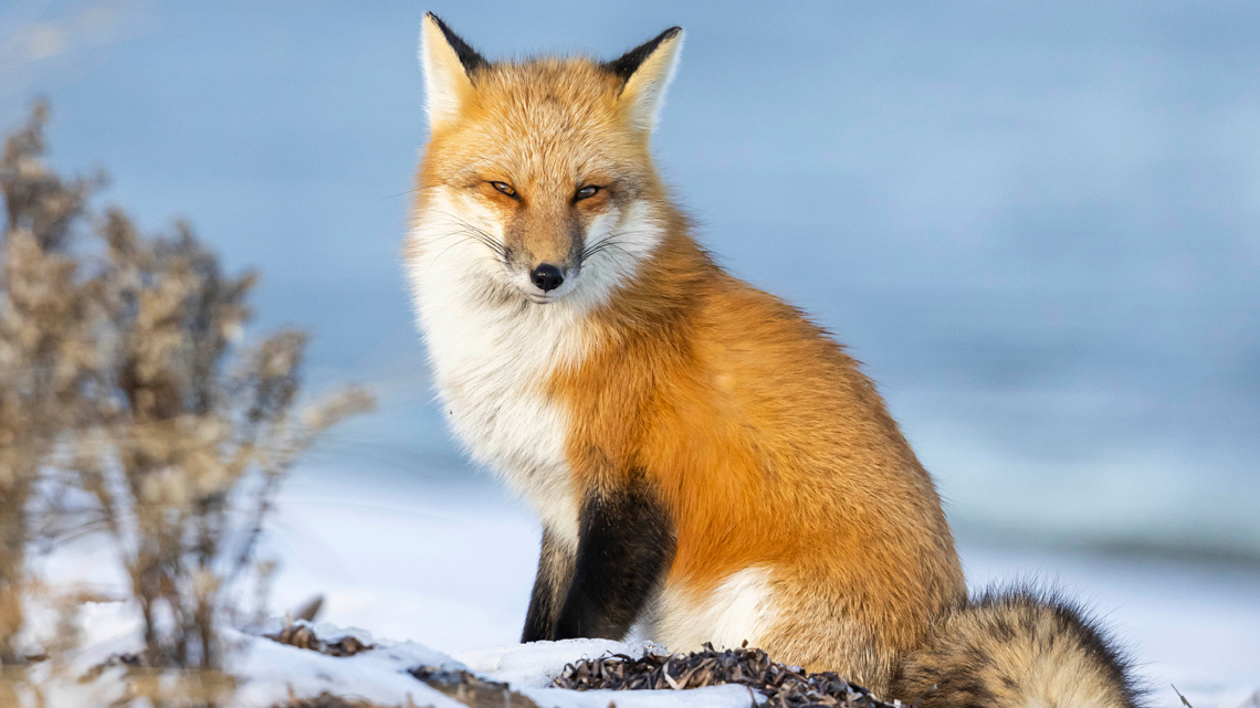 A small, furry, fox. It's fur is red, white, and black.