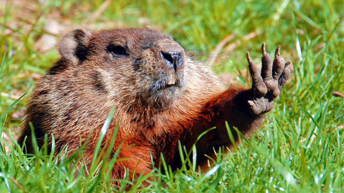 A small, brown, furry groundhog popping out of it's burrow.
