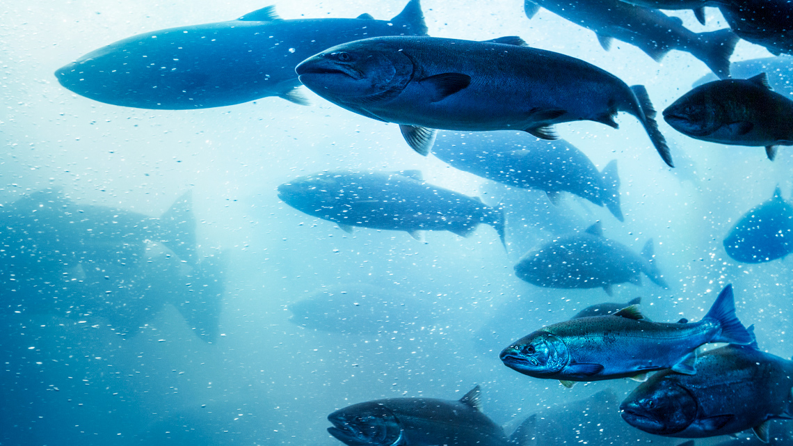 A school of salmon swimming. They are large, silver, and covered in scales.