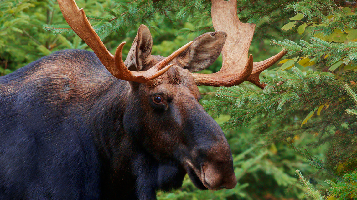 A large, furry, black and brown moose.