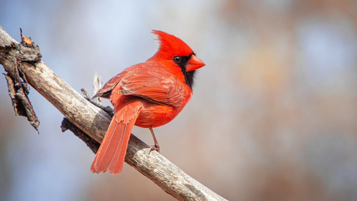 A small, feathery, red bird.
