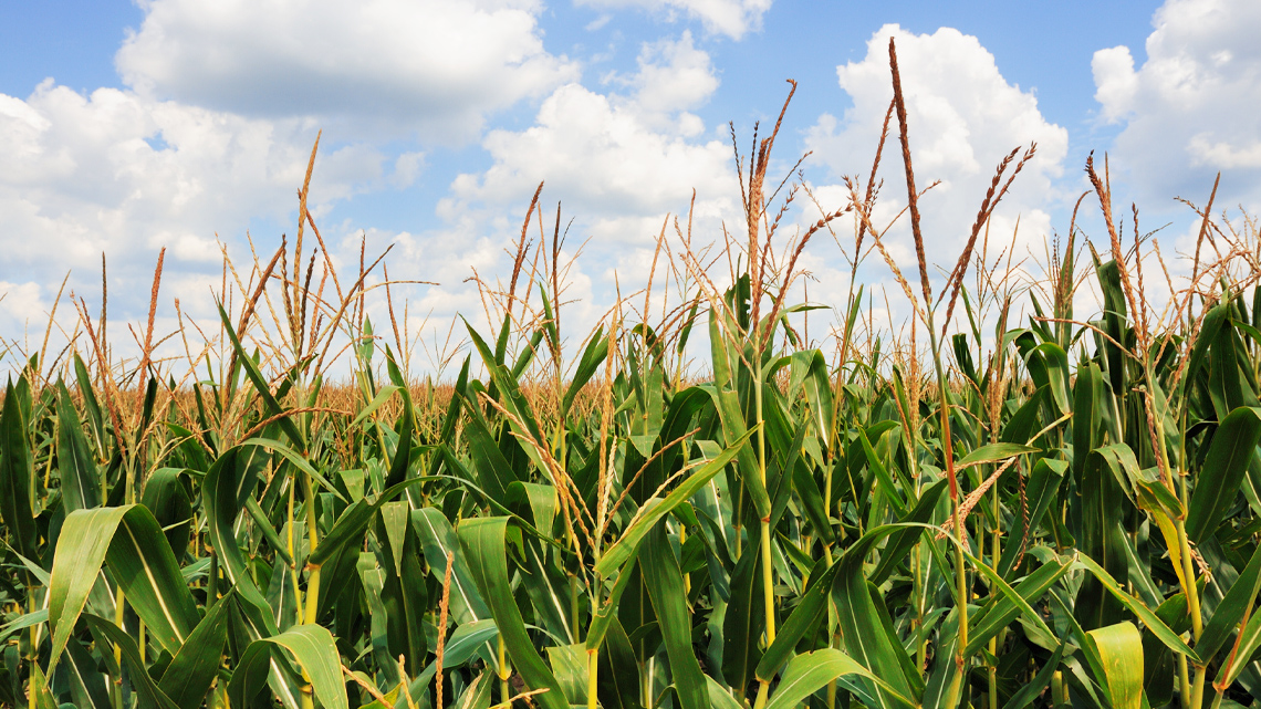 Corn growing in a field.