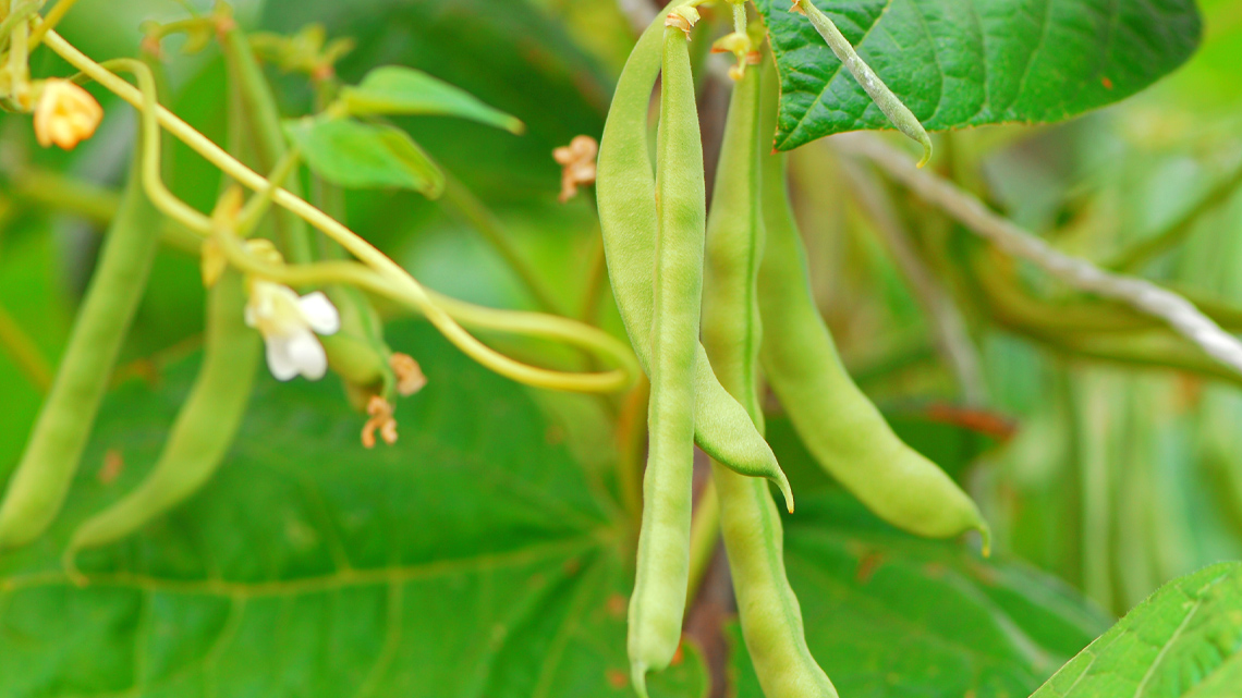 Beans growing on a vine.