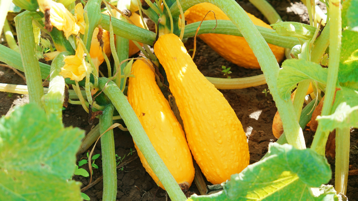 Squash growing on a vine.