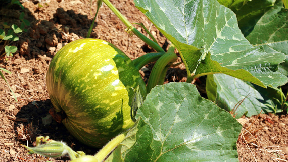 A big, green, and round squash.