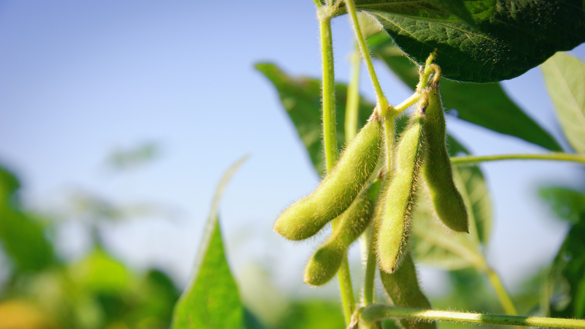 Long, green, and fuzzy bean pods growing on a vine.