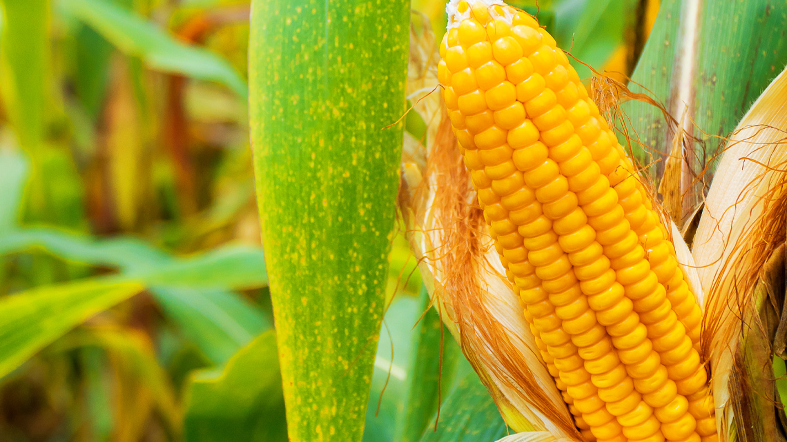 An ear of corn with bright yellow kernels. It is partially covered by it's husk.