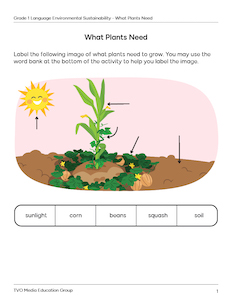 What Plants Need
