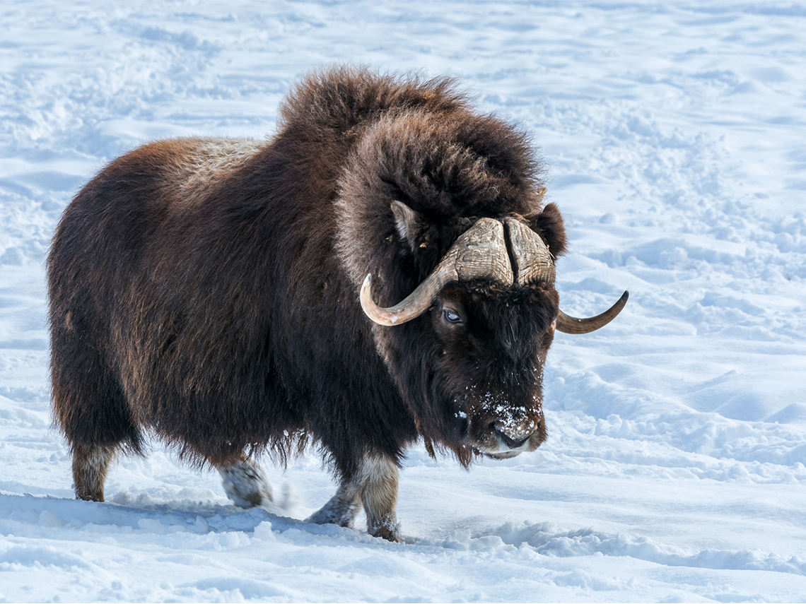 A very furry brown muskox.