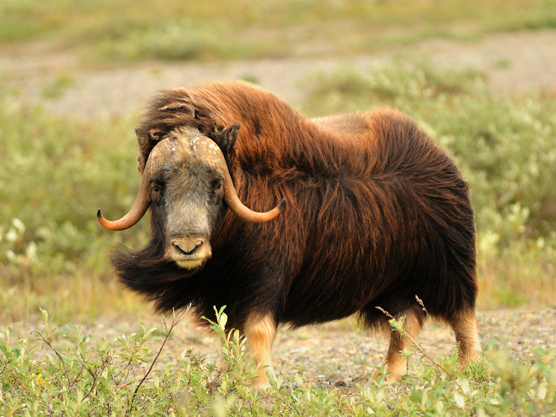 A furry brown muskox.