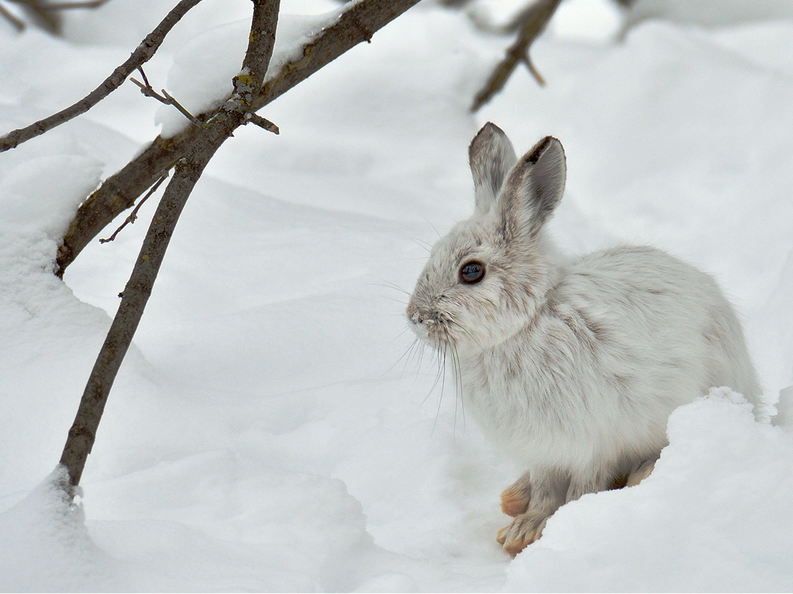 An very furry arctic hare with a with a white undercoat and guard hairs.