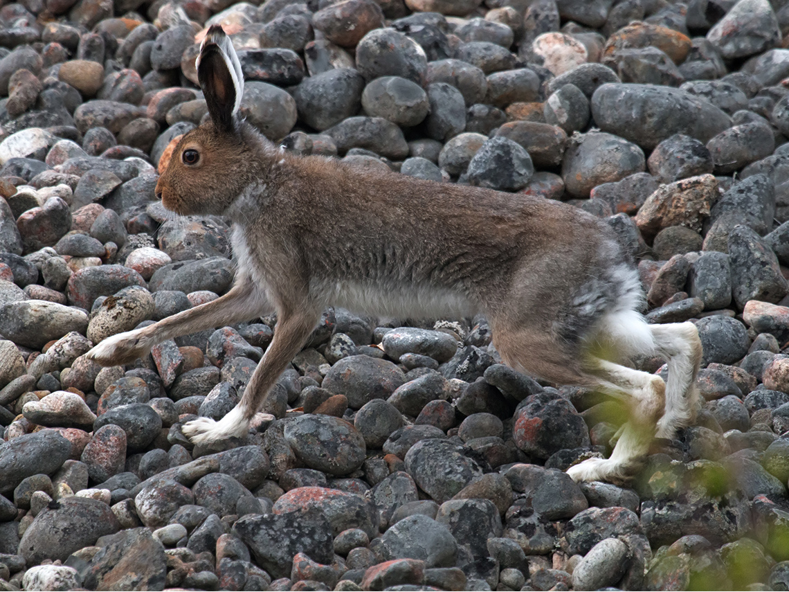 An arctic hare with short, blue-gray fur.