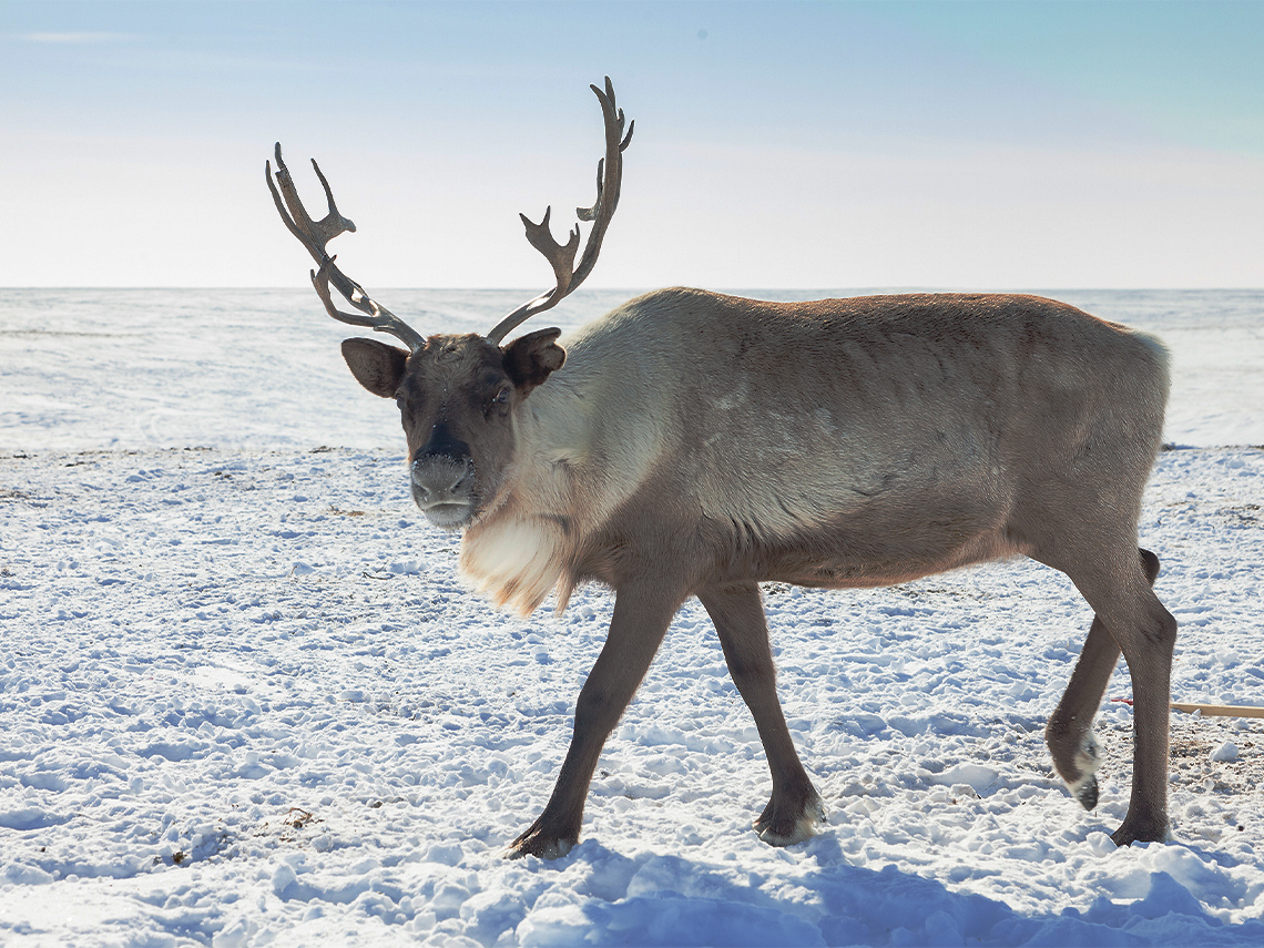 A light brown caribou with a long, thick overcoat and furry hooves.