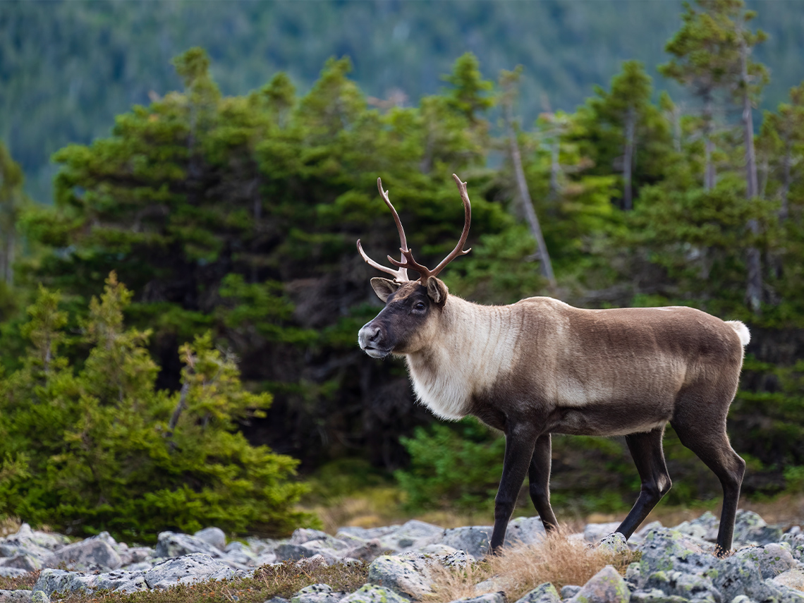 A dark brown and white caribou with a short undercoat of fur.